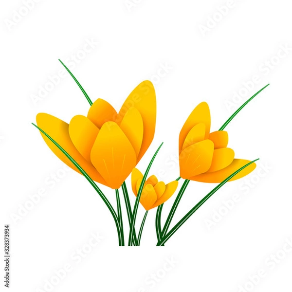 Fototapeta Beautiful spring flower. Yellow saffron. Isolated image. Crocus. Vector