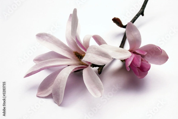 Obraz Magnolia Blossom