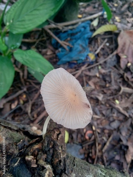 Fototapeta The poisonous mushroom in the nature background