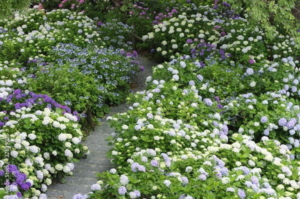 Obraz hydrangeas