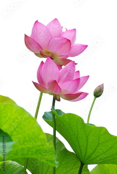 Obraz lotus