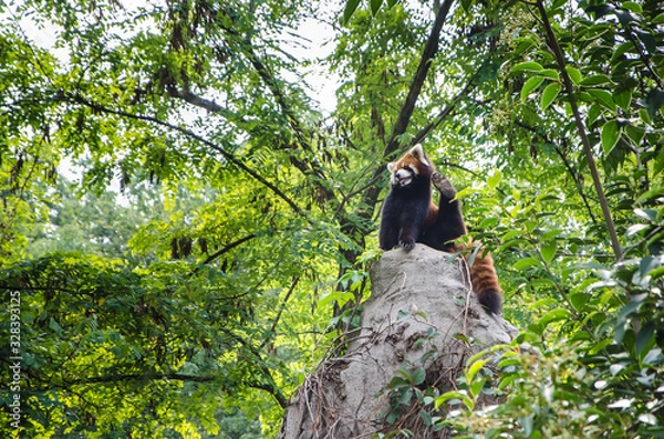 Obraz Pillared Red Panda