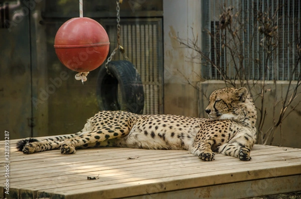 Obraz Sleeping Cheetah on Wooden Deck