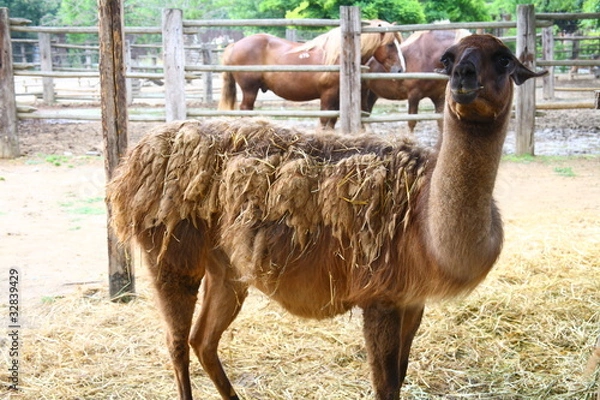 Fototapeta Lama
