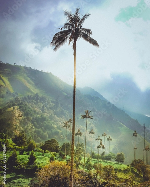 Fototapeta palm trees and blue sky