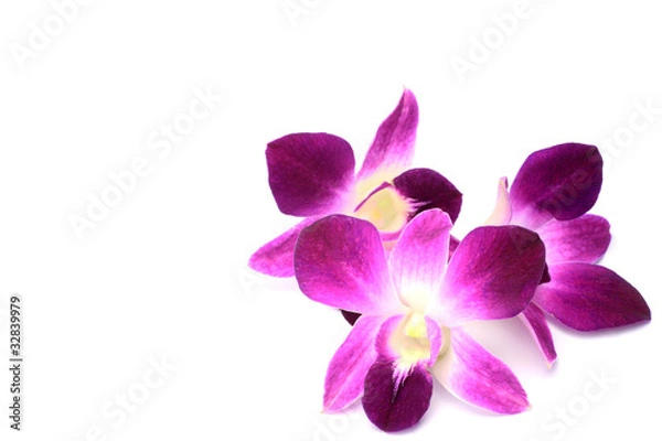 Fototapeta Dendrobium Phalaenopsis