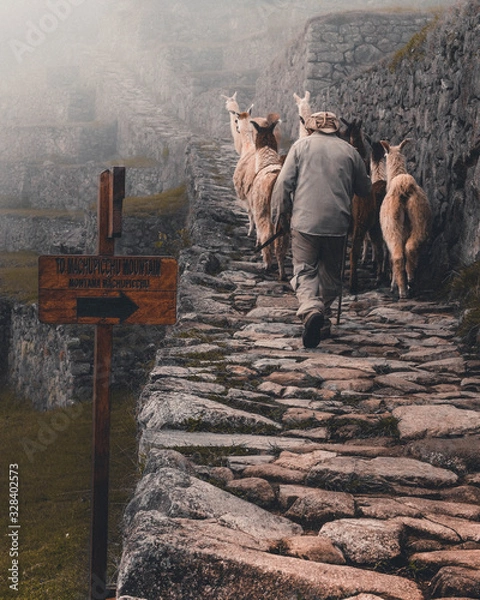 Fototapeta Alpacas from machu picchu
