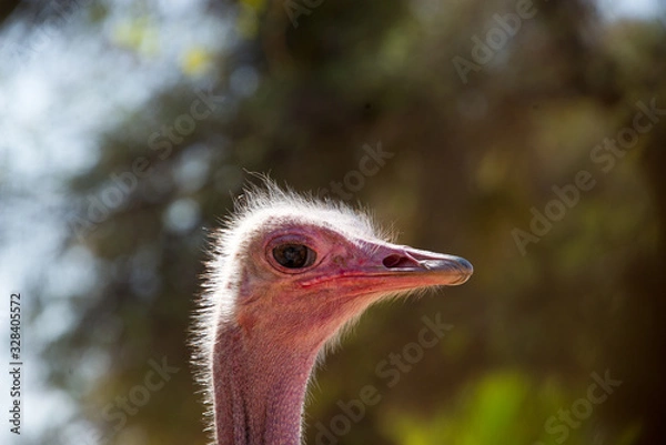 Fototapeta portrait of ostrich (struthio camelus) on ostrich farm in oudtshoorn, south africa