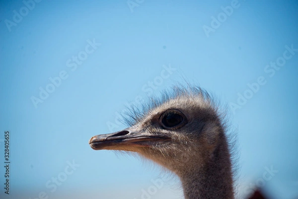 Fototapeta portrait of ostrich (struthio camelus) on ostrich farm in oudtshoorn, south africa