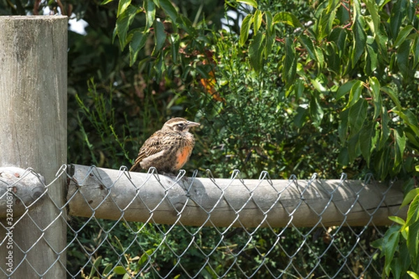 Obraz Typical Chilean bird called loica with red plumage on its chest perched on the wooden shelter of my house in Chile