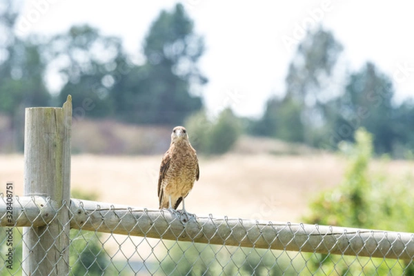 Obraz Typical Chilean bird called tiuque, perched on the wooden beam of my house in Chile