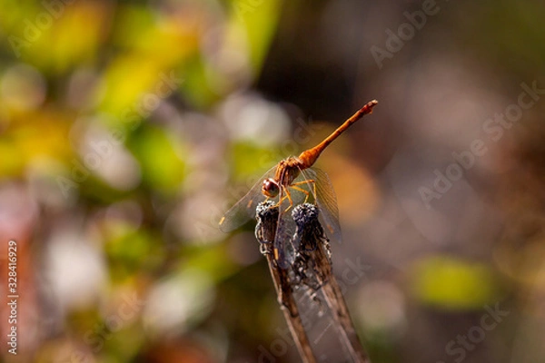 Obraz dragonfly on branch 