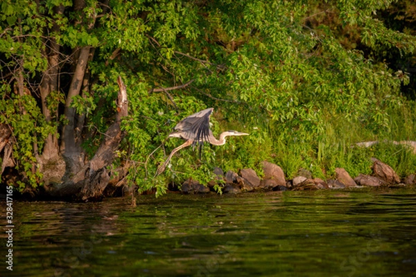 Obraz great blue heron