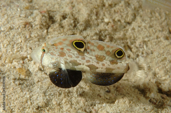 Obraz Goby