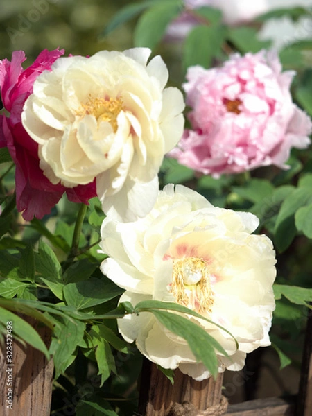 Fototapeta ボタンの花