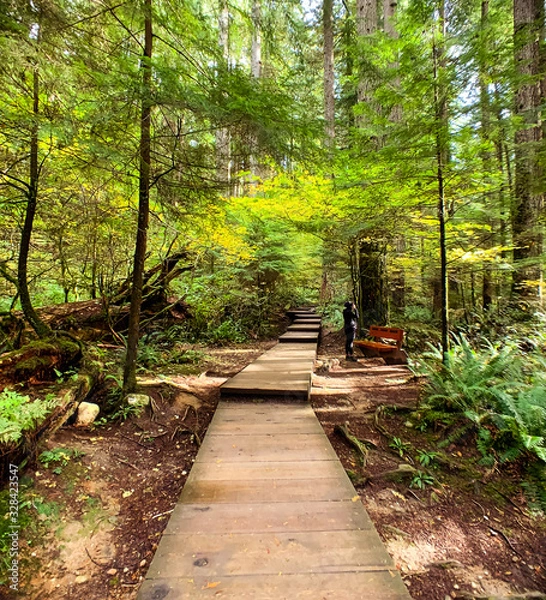 Obraz path into the forest
