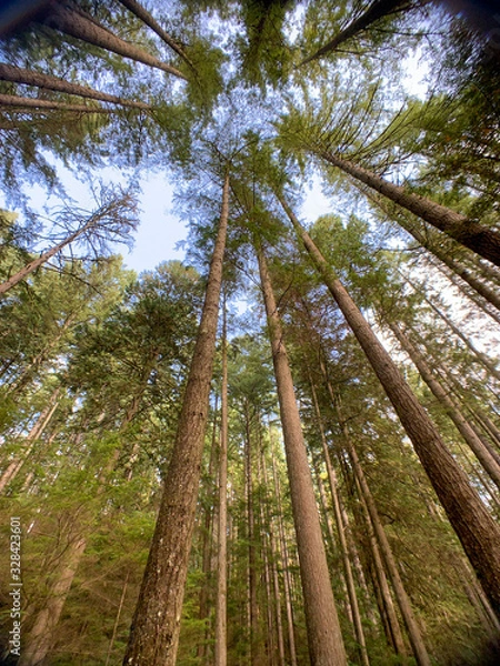 Obraz circle of trees