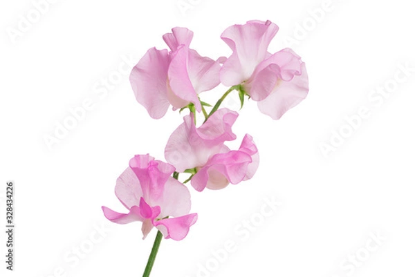 Obraz スイトピー