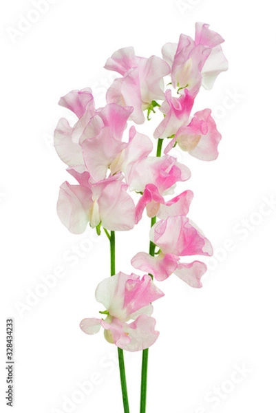 Fototapeta スイトピー