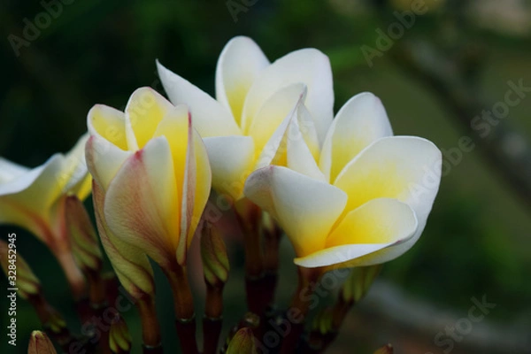 Obraz yellow flowers