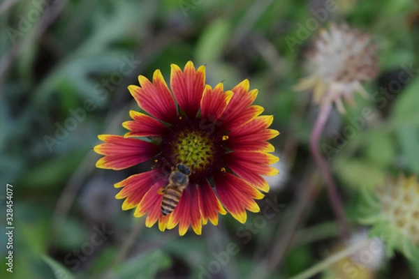 Obraz Honey bee on flower