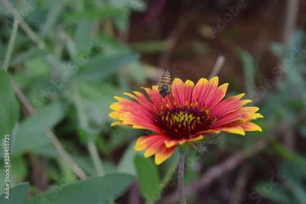 Fototapeta nectar  bee on flower