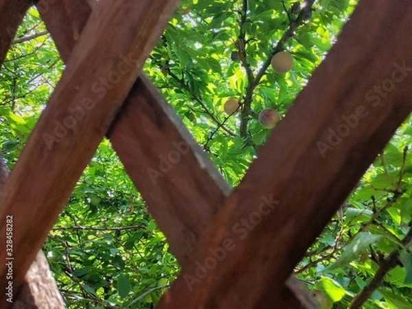 Fototapeta tree in the forest