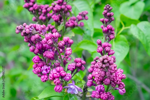 Fototapeta Spring branch of blossoming lilac. A branch of sirens on a tree in a garden, park.