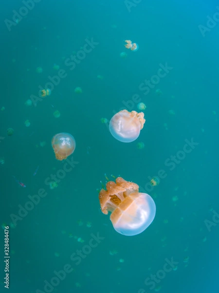 Obraz タコクラゲ