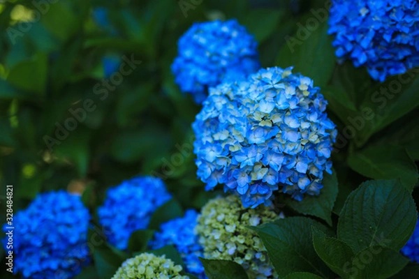 Fototapeta 弘長寺のあじさい