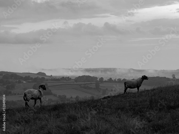 Obraz Sheep in sunset