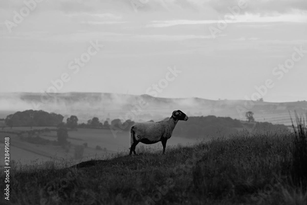 Obraz Sheep in mist 