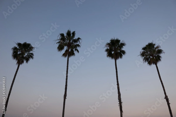 Fototapeta Palmenwald 