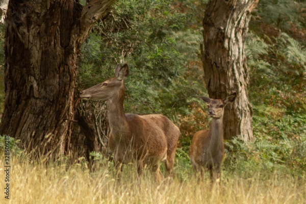 Obraz Macedon ranges Australia deers.