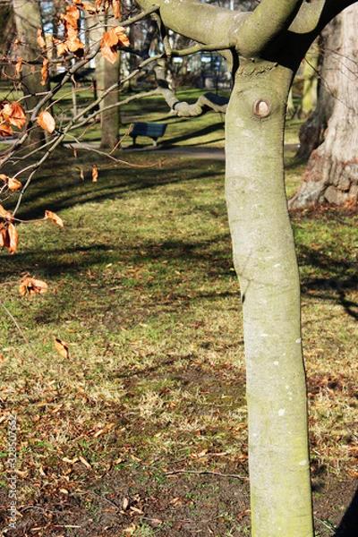 Fototapeta Tree in the garden