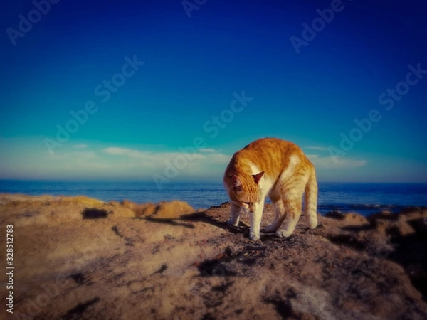 Obraz dog on beach