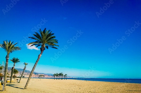 Obraz palm tree on the beach