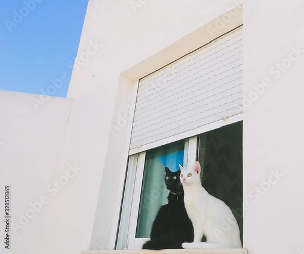 Obraz cat on the window