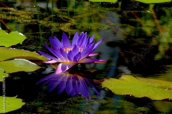 Fototapeta purple water lily in a pond