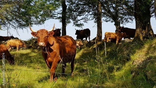 Fototapeta Vache Salers lors d'une randonnée à Salers