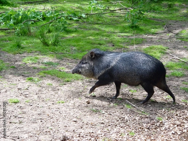 Obraz peccary i