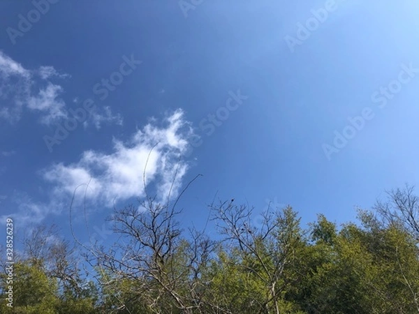 Obraz tree and blue sky