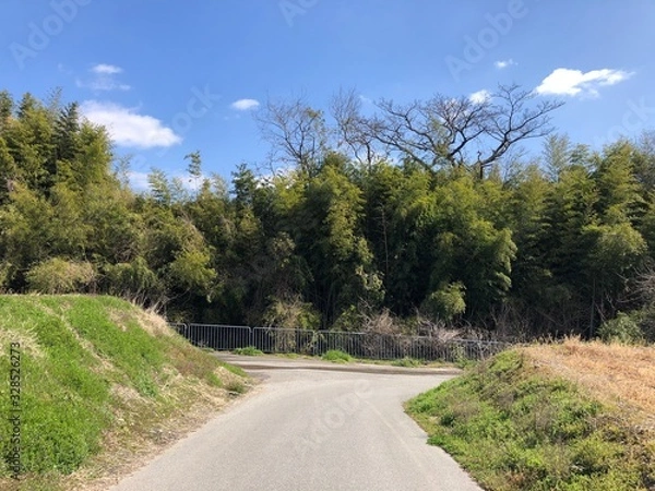 Obraz road in forest