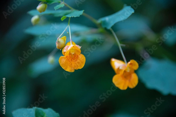 Fototapeta Orange Flower