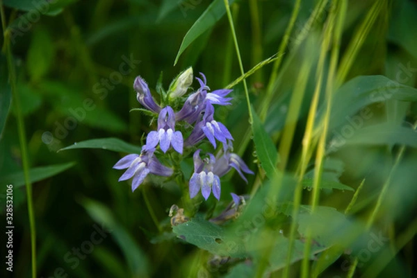 Fototapeta Purple Flower