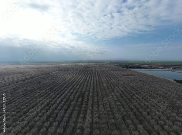 Obraz Aerial view of Almond Orchards in Arvin California