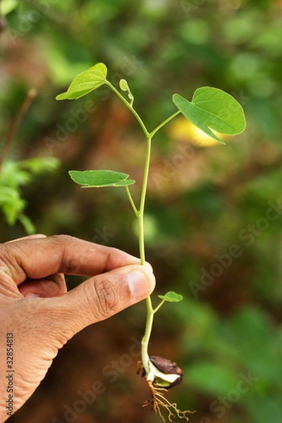 Obraz Baby plant-New life