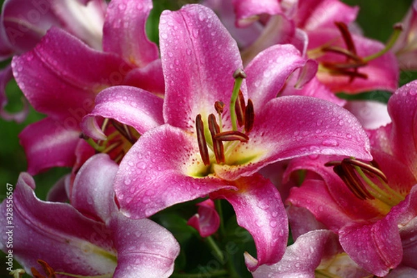 Fototapeta Large beautiful flower of a lily with petals of saturated darkly pink color near the same flowers.In total in water drops after a rain.