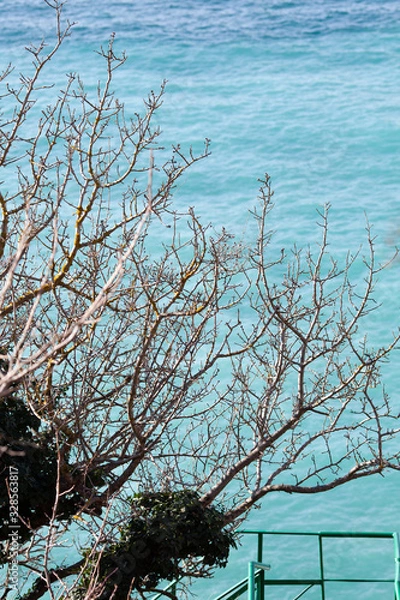 Fototapeta Tree without leaves on a background of blue sea, landscape