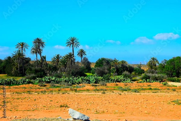 Fototapeta Palms in the Sous River basin (Crayon/Technicolor version)